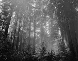 Misty Deep Woods Reh Take